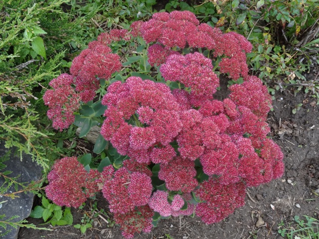 10-9-12 sedum Neon