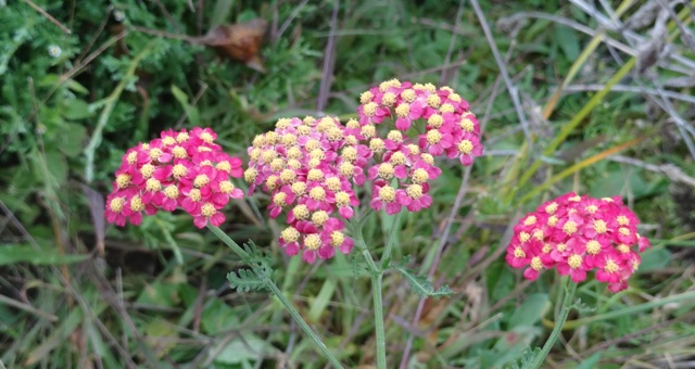10-9-12 yarrow 'paprika'