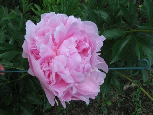 pink peony full