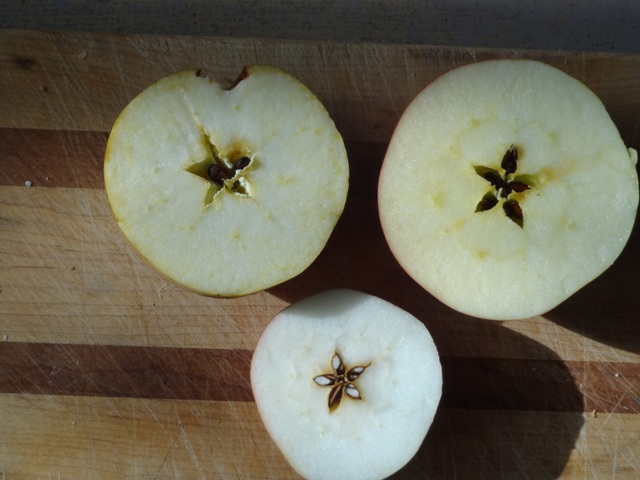 apple seed cavities