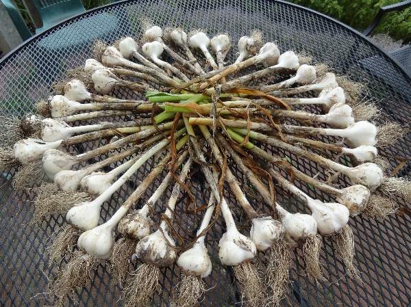 garlic harvest 8-1