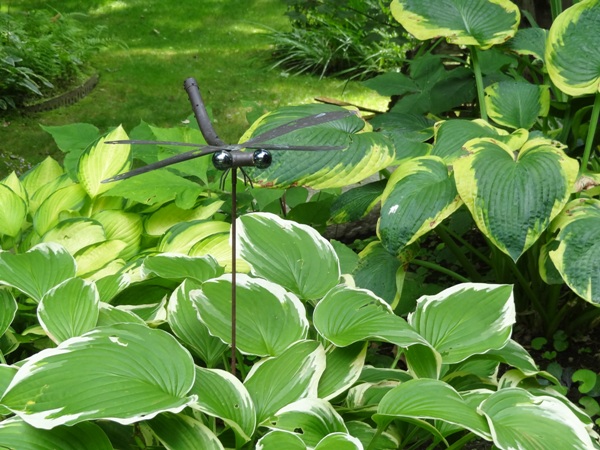 hosta variegated b. cannnon 8-4-12