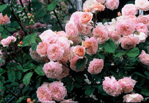 Abraham Darby ARE