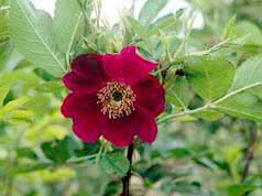 Basyes Purple ARE