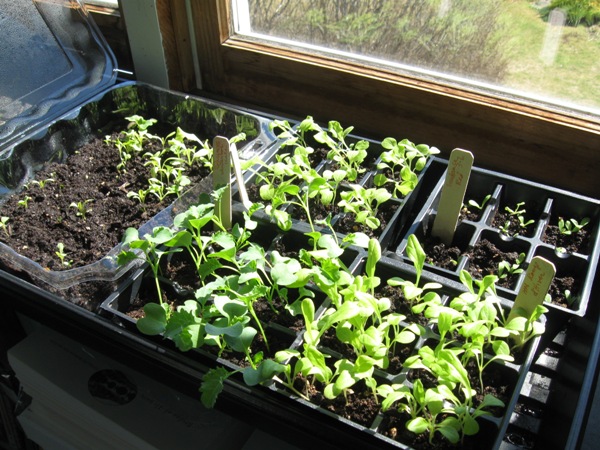 seedlings windowsill 2012 march