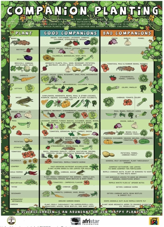 Companion Planting Folk Wisdom Or Science 