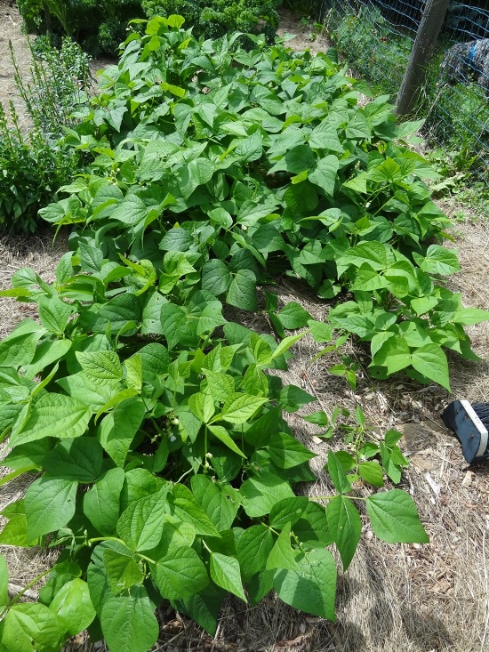 Beans and Squash Two of the Sisters