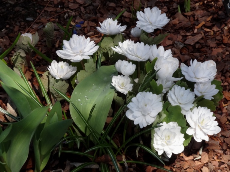 White Flowers That Bloom in the Spring Tra la