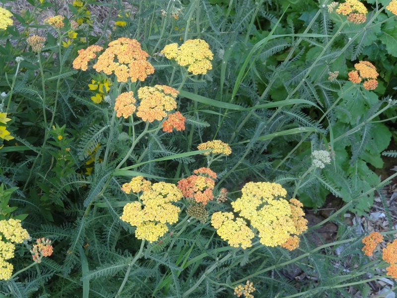 Perennials for the Cutting Garden