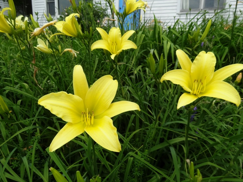 Daylilies on the Bank and on Pickett Lane