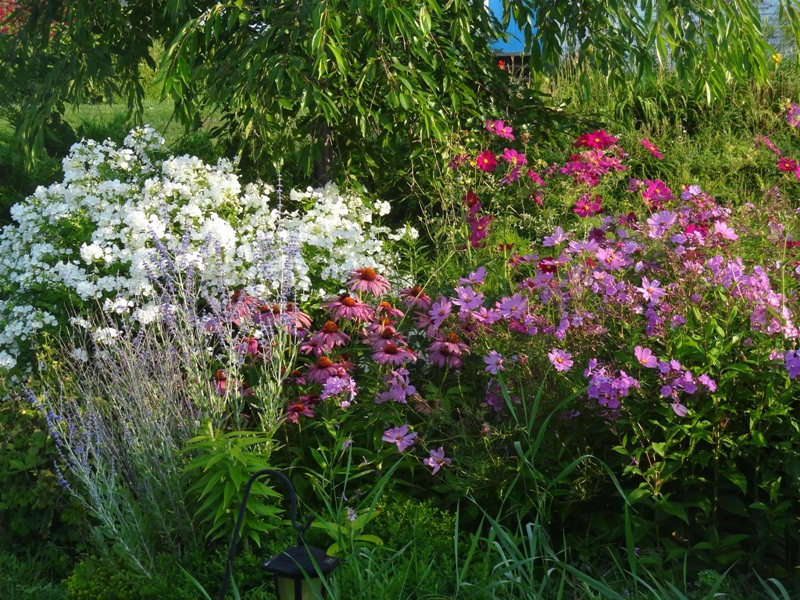 Drought Tolerant Perennials