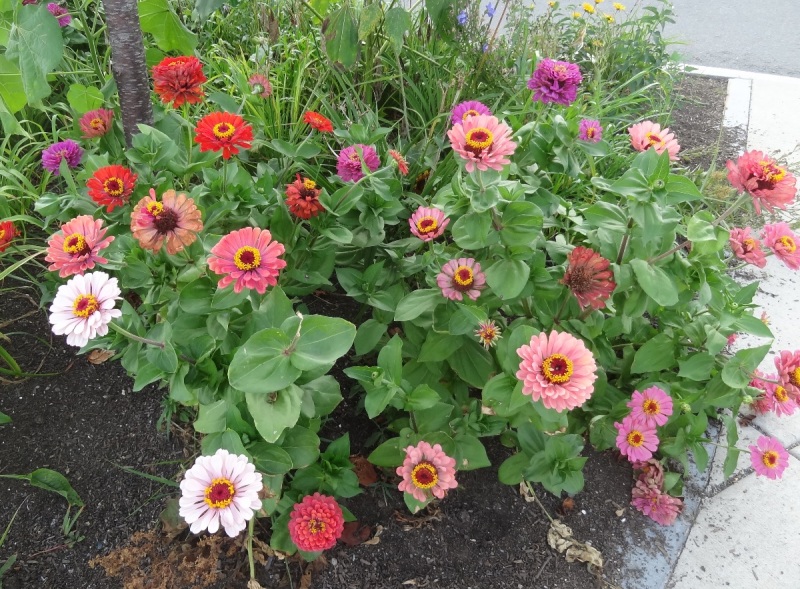 Drought Tolerant Perennials
