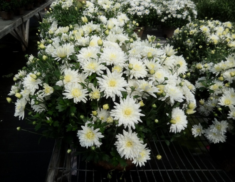Autumnal Container Arrangements