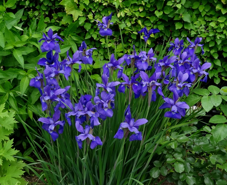 Winter Dreams Siberian Iris