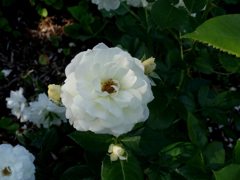 Three Views of The Lion's Fairy Tale Rose