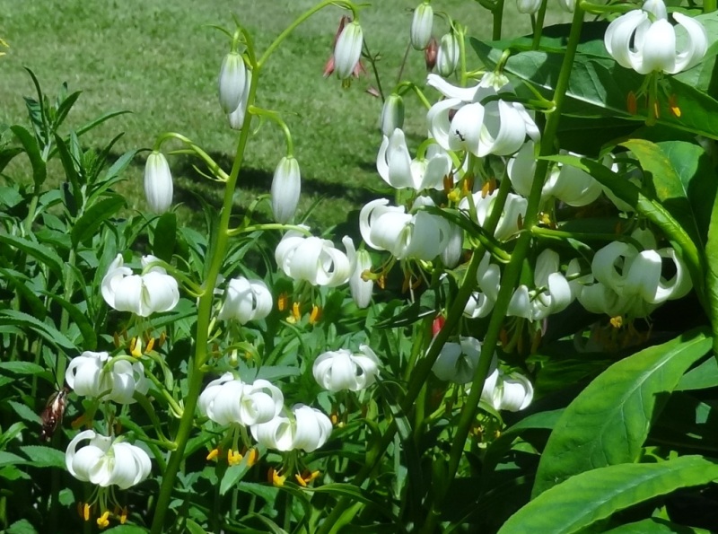 True Lilies, Martagon Lilies and How to Plant