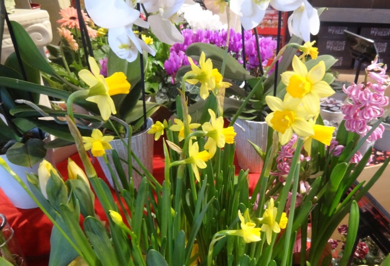 Forcing Bulbs for Winter BloomsForcing Bulbs for Winter Blooms