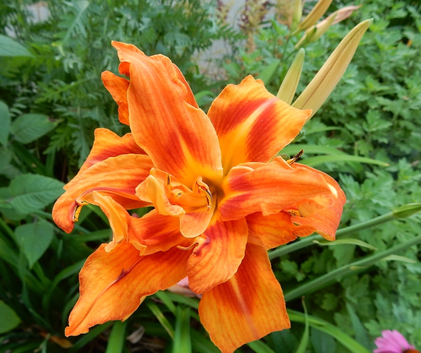 7-16 double orange daylily - Commonweeder