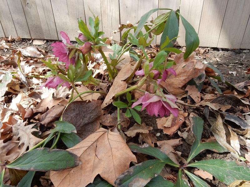 Hellebores A Surprise in Very Early Spring