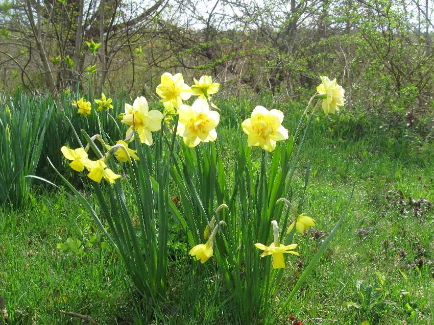 daffodils Commonweeder