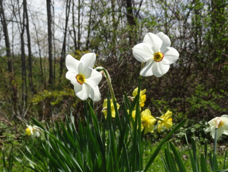 Spring Blooming Bulbs - Familiar and Unusual