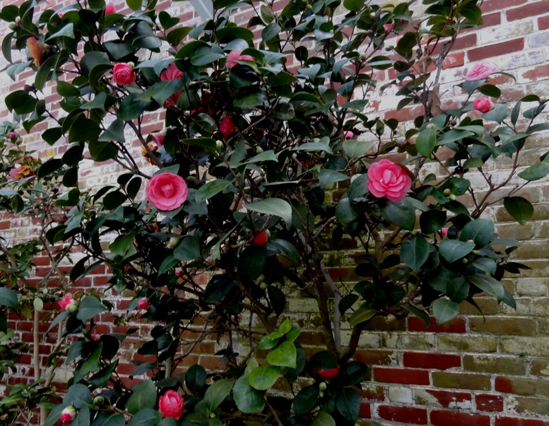 3-10 camellia tree - Commonweeder