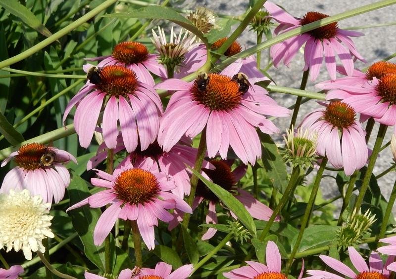 623 coneflower& bees Commonweeder