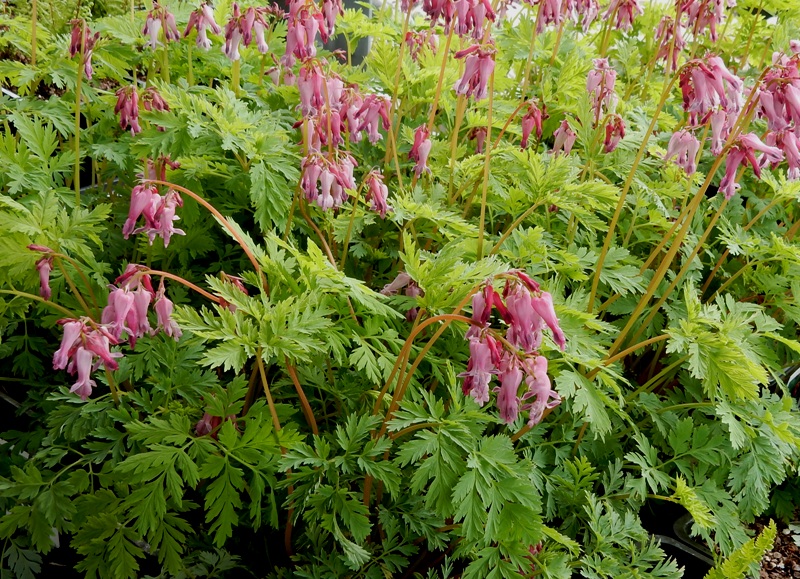 42916 fringed bleeding heart Dicentra eximia Commonweeder