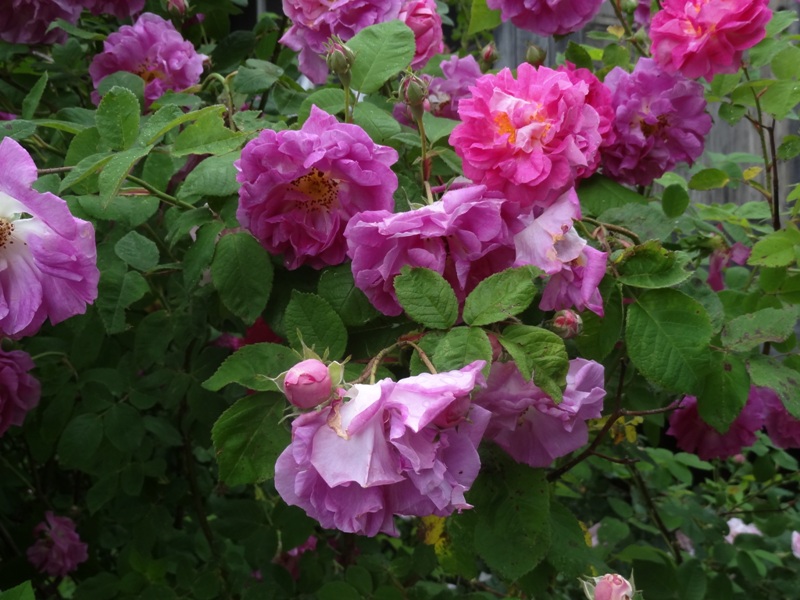 Rotherham Roses 6-26-13 rachel's rose - Commonweeder