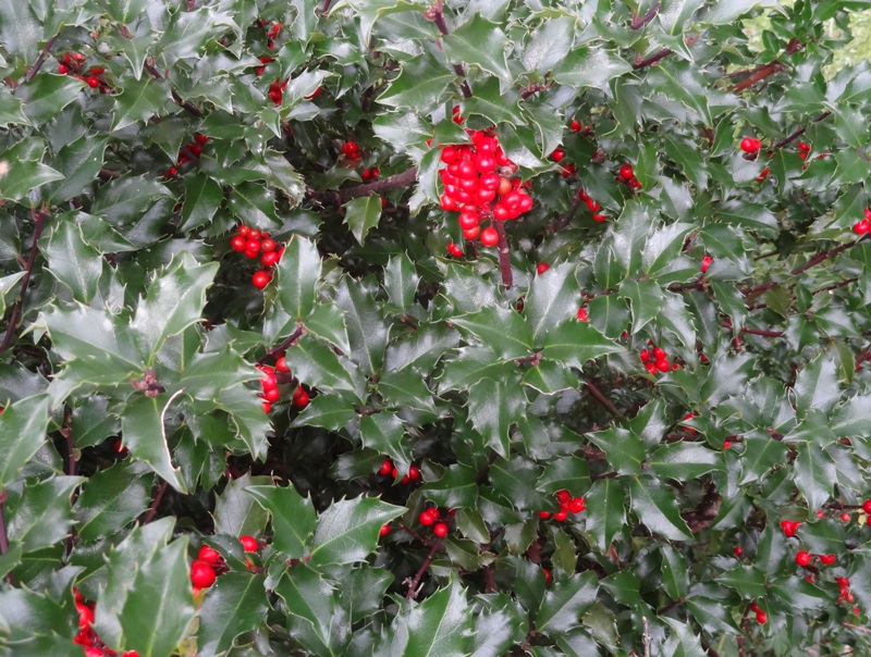 Good Berry - Bad Berry - Beautiful Berries in Autumn