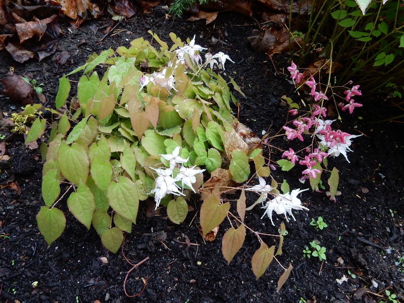 Epimediums - Many Colors and Many Sizes