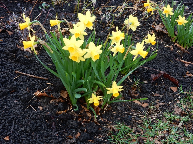 41423 Tiny daffodils Commonweeder